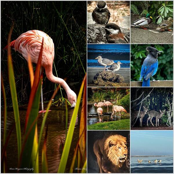 Wild life 1 - Art Print