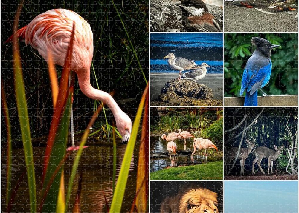 Wild life 1 - Puzzle