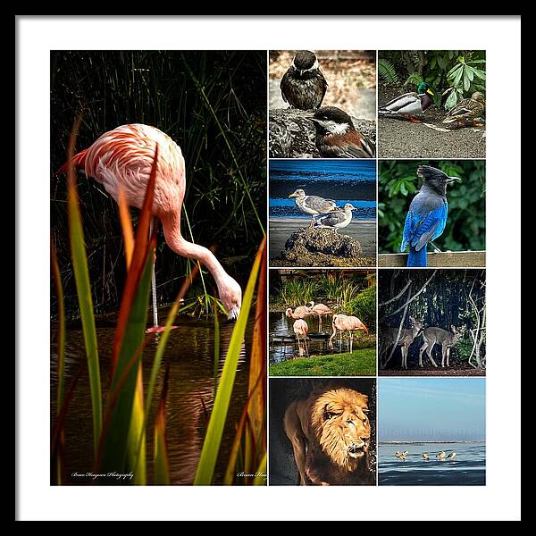 Wild life 1 - Framed Print