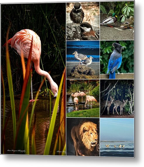 Wild life 1 - Metal Print