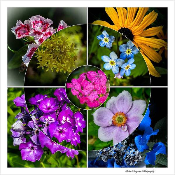 Flowers 2 - Art Print