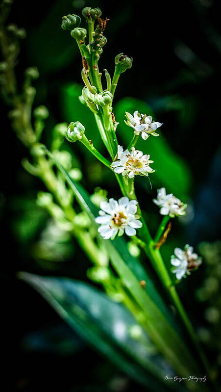 Flowers 3 - Art Print