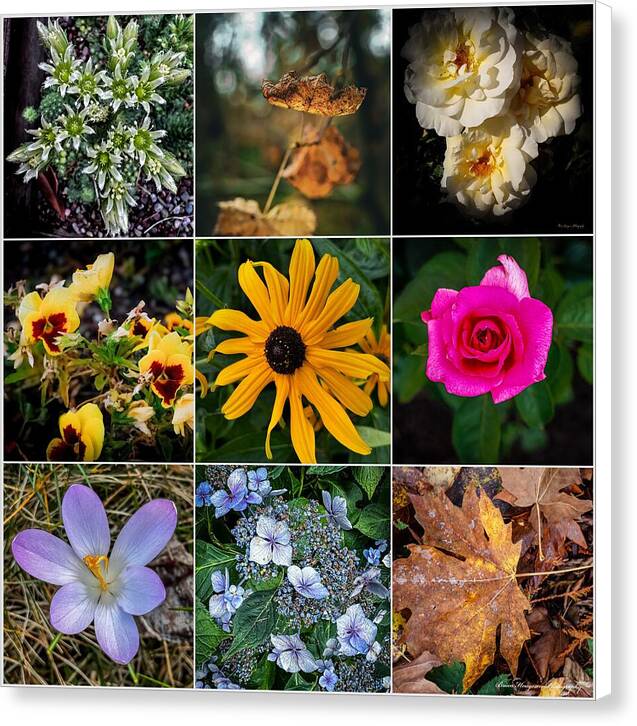 Flowers 5 - Canvas Print