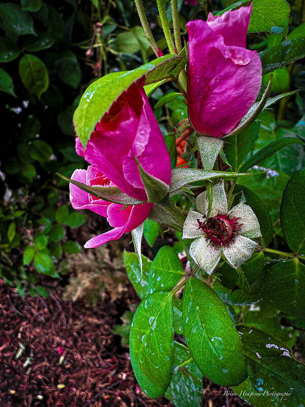 After the rain - Art Print