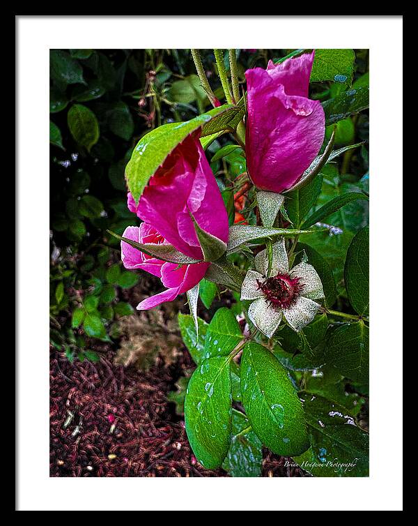 After the rain - Framed Print
