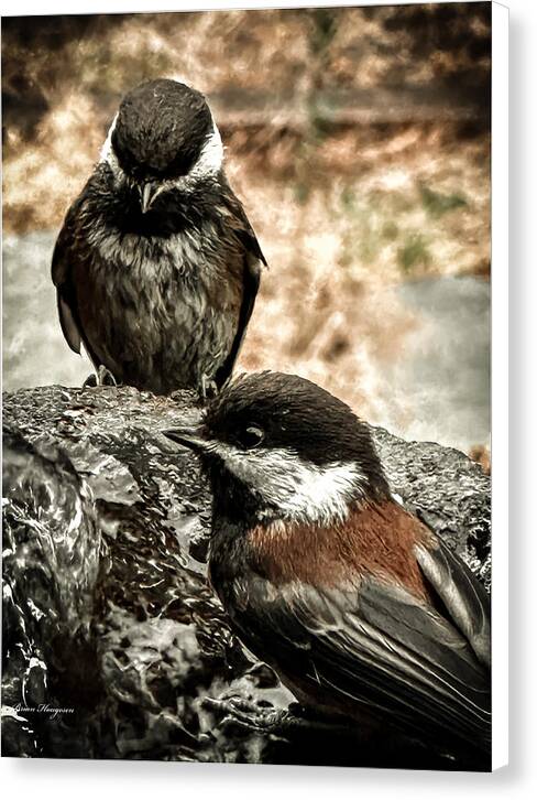 Birds - Canvas Print