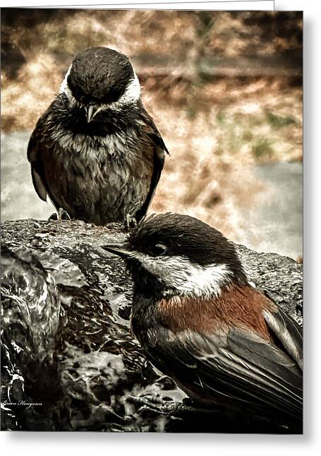 Birds - Greeting Card