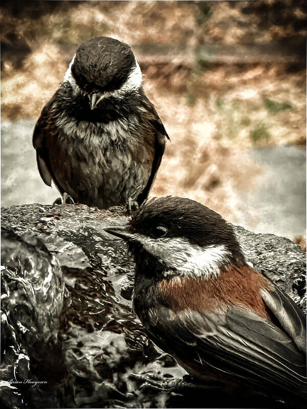 Birds - Art Print