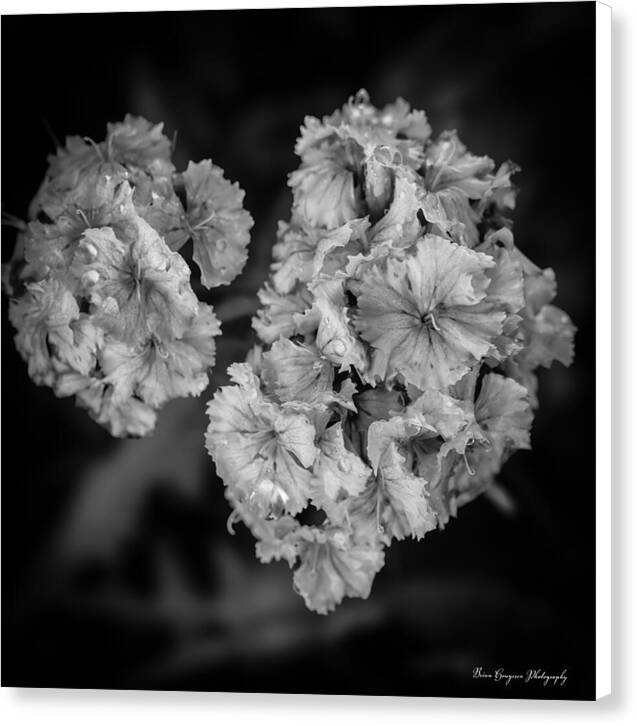 Black and White Floral Study - Canvas Print