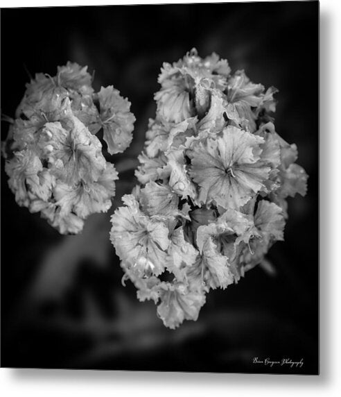 Black and White Floral Study - Metal Print