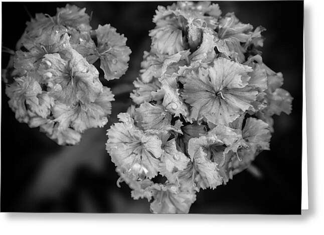 Black and White Floral Study - Greeting Card