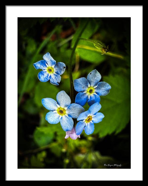 Blue flowers - Framed Print