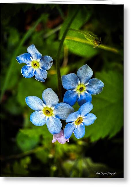 Blue flowers - Greeting Card