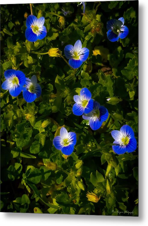 Booming blue - Metal Print