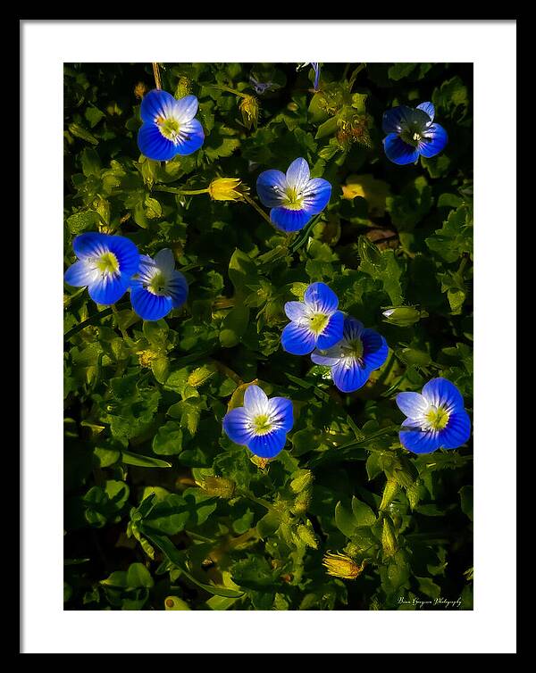 Booming blue - Framed Print