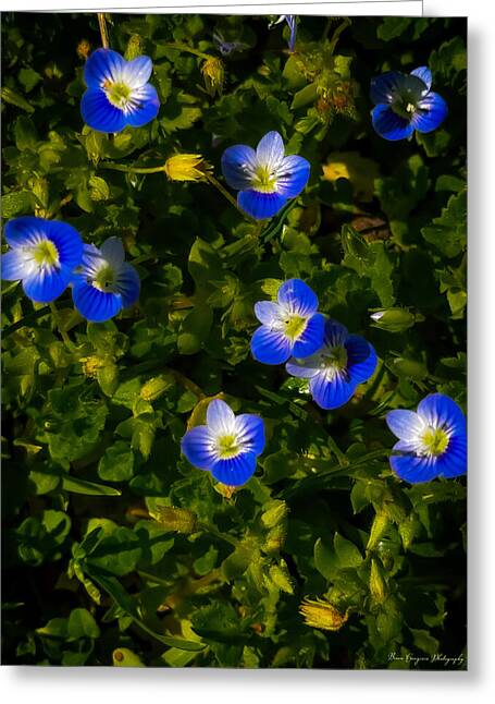 Booming blue - Greeting Card