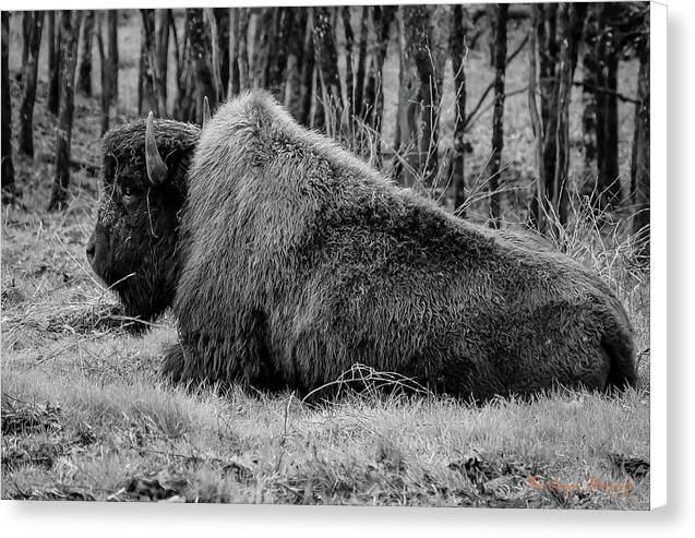 Buffalo black and white - Canvas Print