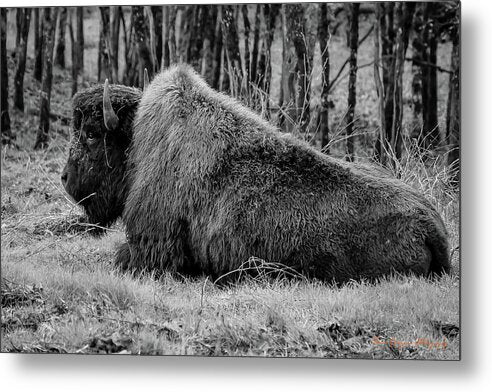 Buffalo black and white - Metal Print