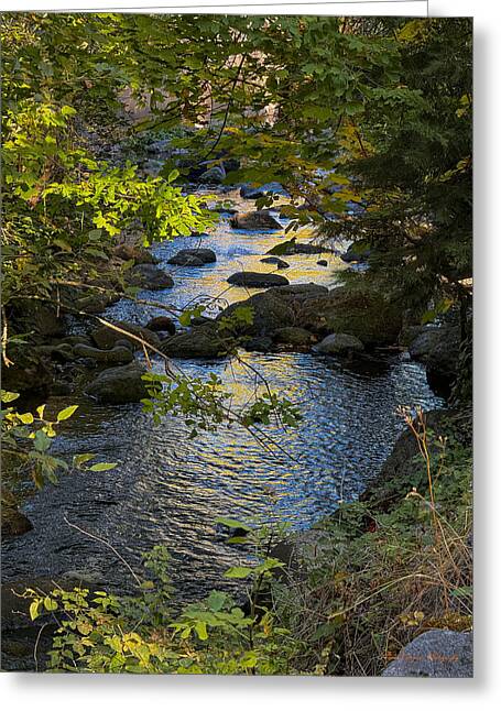 Creek - Greeting Card