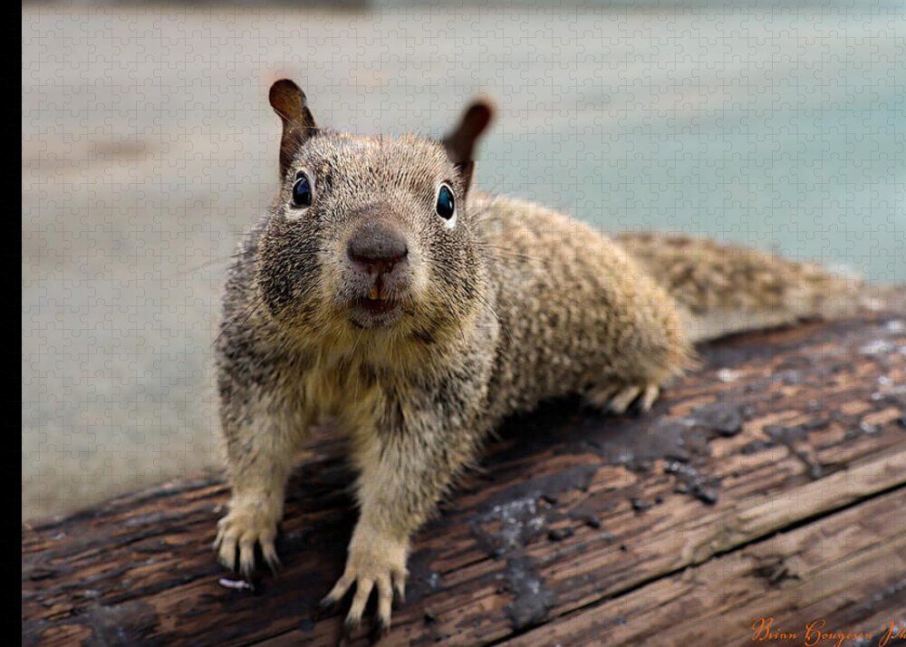 Curious Squirrel on a Log - Puzzle