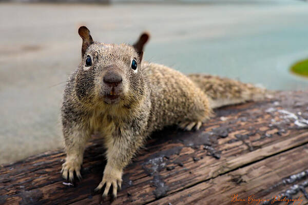 Curious Squirrel on a Log - Art Print