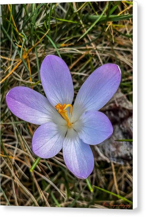Daisy - Canvas Print