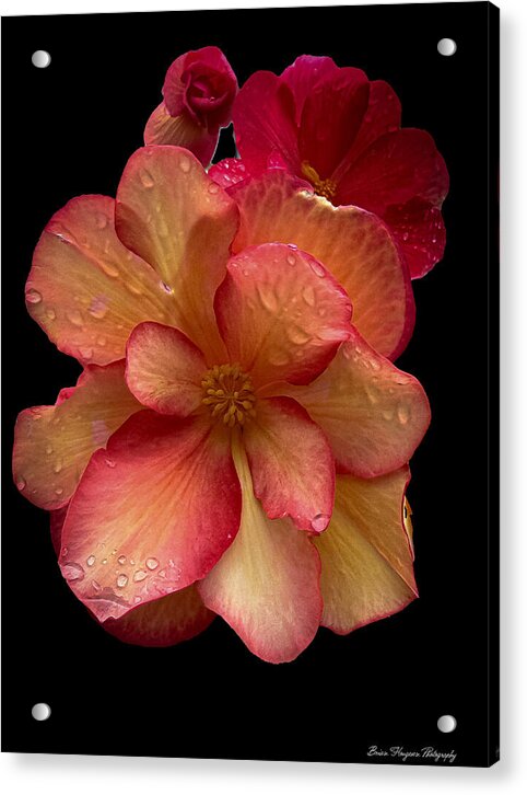Dew-Kissed Blossoms on Black Background - Acrylic Print
