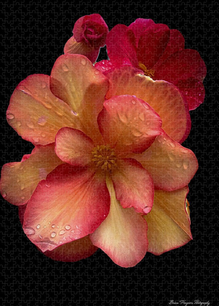 Dew-Kissed Blossoms on Black Background - Puzzle