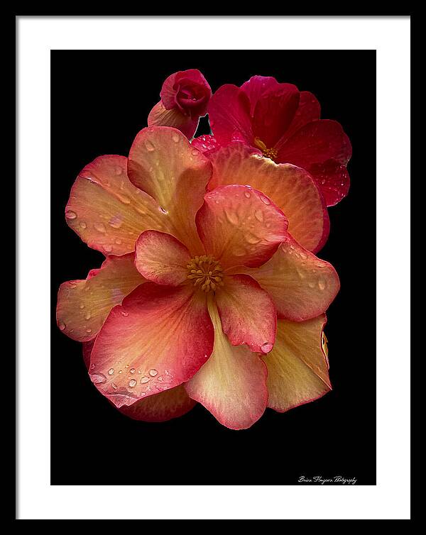 Dew-Kissed Blossoms on Black Background - Framed Print