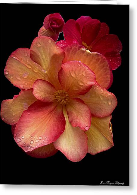 Dew-Kissed Blossoms on Black Background - Greeting Card