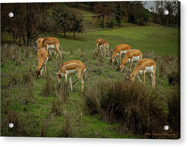 Elk - Acrylic Print