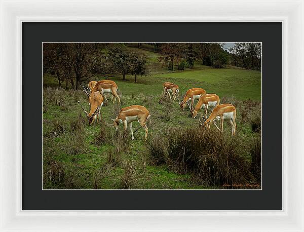 Elk - Framed Print