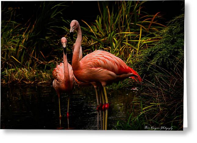 Flamingos by a Pond - Greeting Card