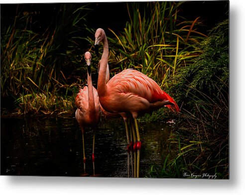 Flamingos by a Pond - Metal Print