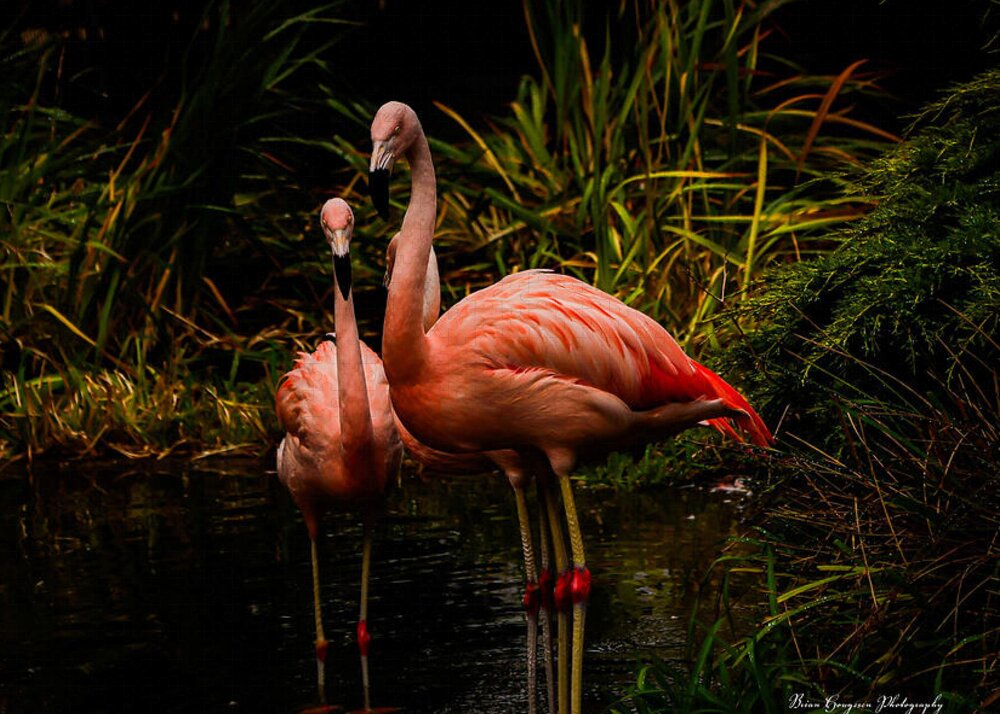 Flamingos by a Pond - Puzzle