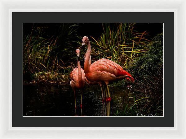 Flamingos by a Pond - Framed Print