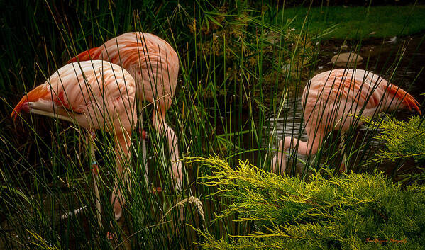 Flamingos drinking - Art Print