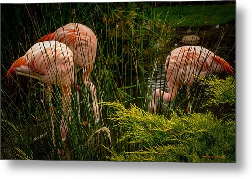 Flamingos drinking - Metal Print