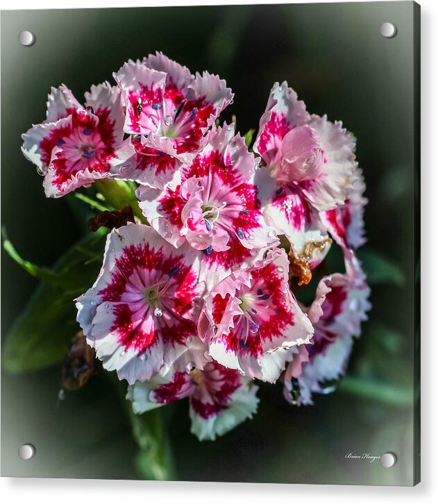 Flowers - Acrylic Print