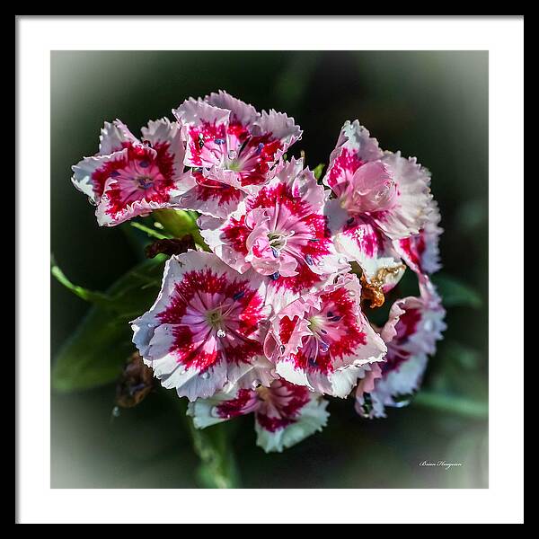 Flowers - Framed Print