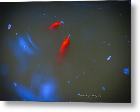 Gold fish eating - Metal Print