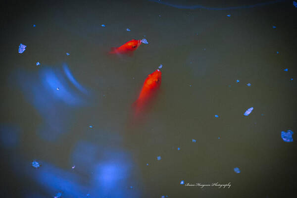 Gold fish eating - Art Print