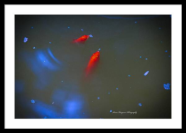 Gold fish eating - Framed Print