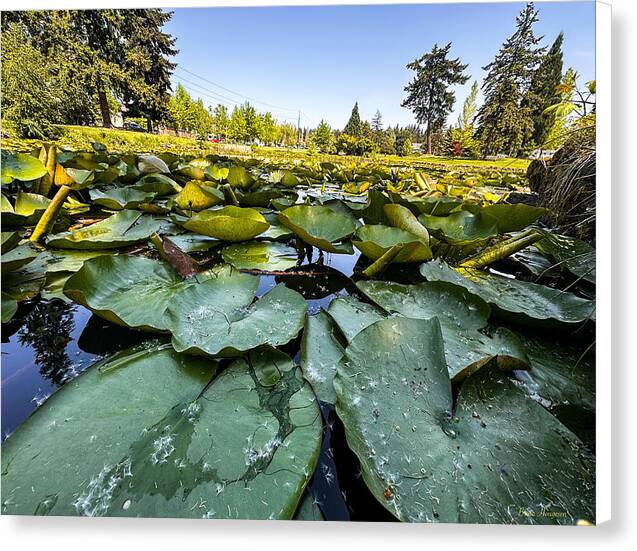 Lily pad - Canvas Print