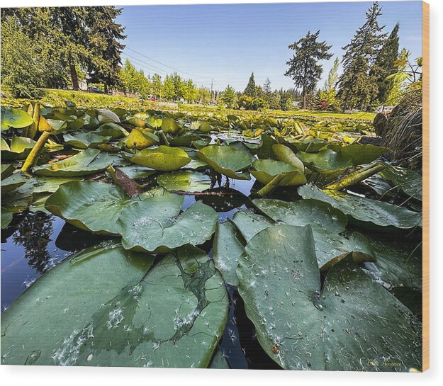 Lily pad - Wood Print