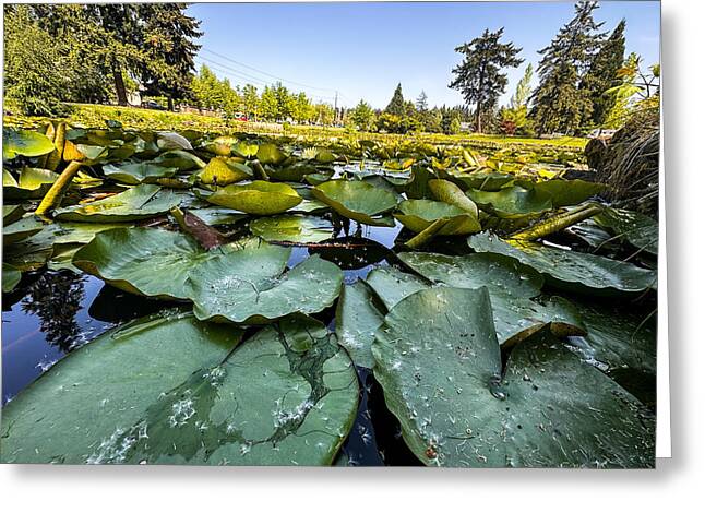 Lily pad - Greeting Card