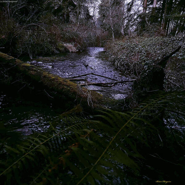 Moss-Covered Tranquil Stream - Art Print
