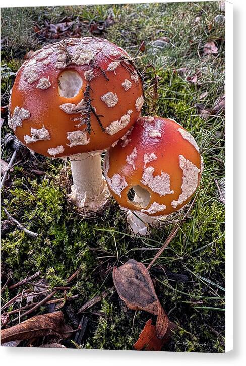 Mushrooms - Canvas Print