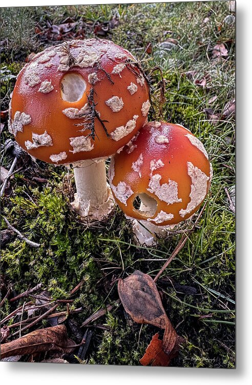 Mushrooms - Metal Print