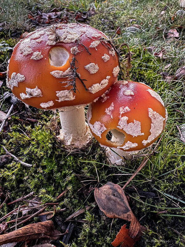 Mushrooms - Art Print